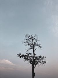 Low angle view of tree against sky