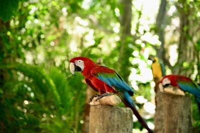 Bird perching on a tree