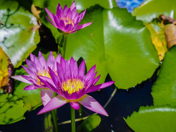 Close-up of lotus water lily in pond