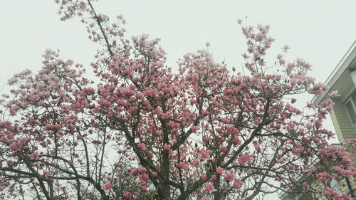 Low angle view of blooming tree against sky