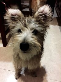 Close-up portrait of dog