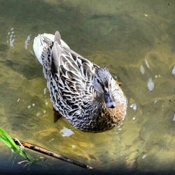 Swimming in lake