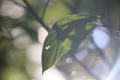 Close-up of leaves