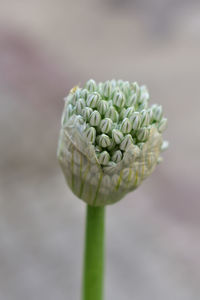 Close-up onion flower