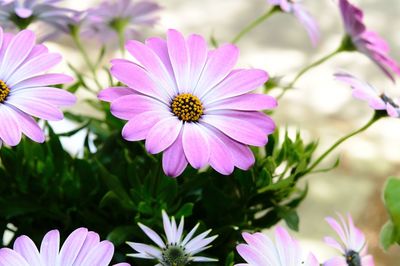 Close-up of pink flowers