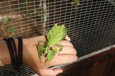 Close-up of hand holding leaf