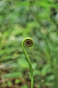 Close-up of fern