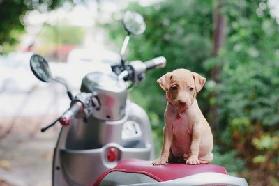 Cute puppy sitting on motorcycle