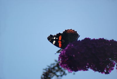 Low angle view of red admiral butterfly on buddleia against clear sky