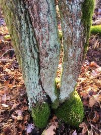 Close-up of moss growing on tree trunk