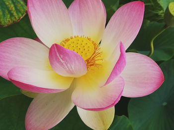 Close-up of pink lotus blooming outdoors