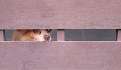 Close-up of a dog looking through window