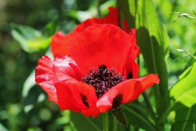 Close-up of red flower blooming outdoors