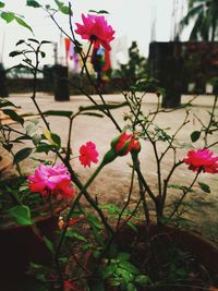 Close-up of pink flowering plants on field