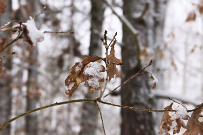 Close-up of dry leaves on branch during winter