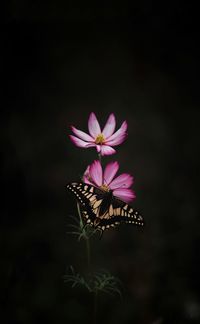 Close-up of pink flower blooming against black background