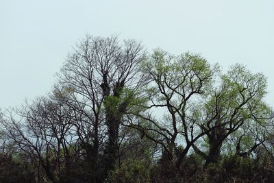 View of bare trees against clear sky