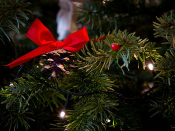 Close-up of christmas tree
