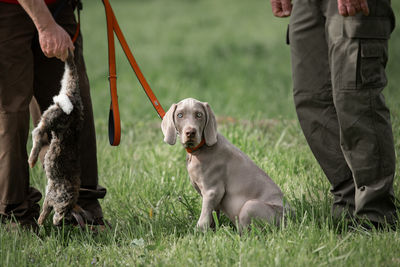 Low section of people with weimaraner puppy training on field