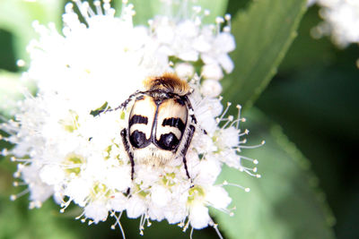 Close-up of bee on white flower