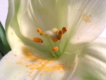 Macro shot of flower