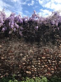 Pink flowering plants against sky