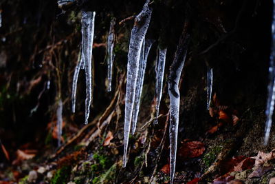 Close-up of icicles on tree trunk in forest during winter