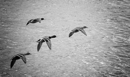 Birds flying over water