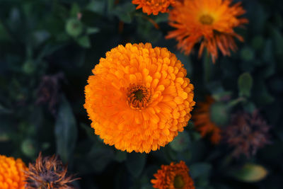 Close-up of orange flowering plant