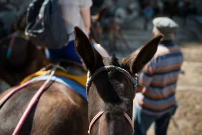 Rear view of people with donkey