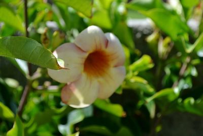 Close-up of flowers