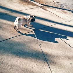 High angle view of pug on footpath