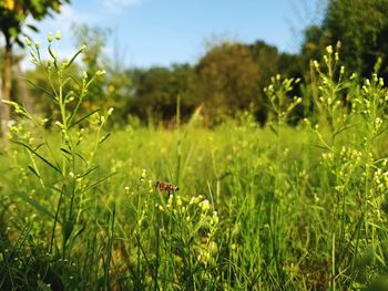 View of insect on field