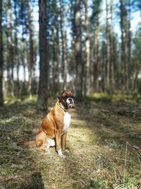 Dog in the forest