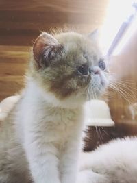 Portrait of cat sitting on floor