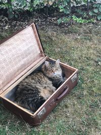 High angle view of cat relaxing on field