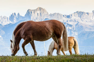 Horse grazing in a field