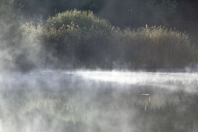 Scenic view of lake in forest