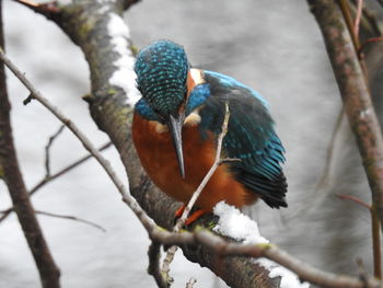 Close-up of bird perching on branch