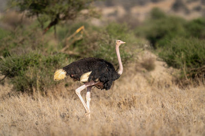 Common ostrich walks across savannah eyeing camera