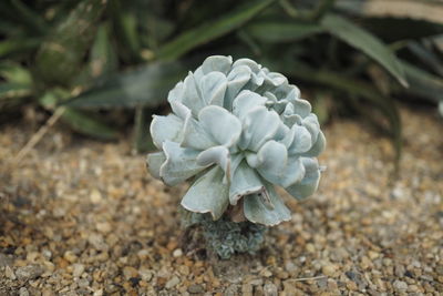 Close-up of white flowering plant on field