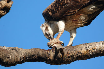 Low angle view of owl hunting fish against clear blue sky