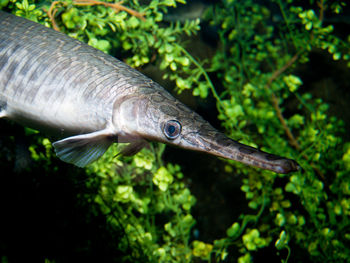 Close-up of fish