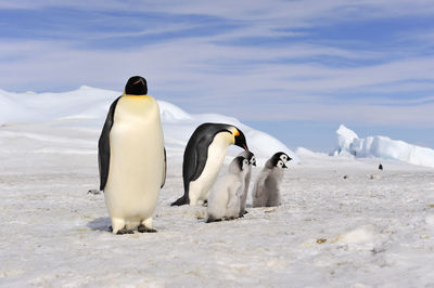 View of birds on snow covered land