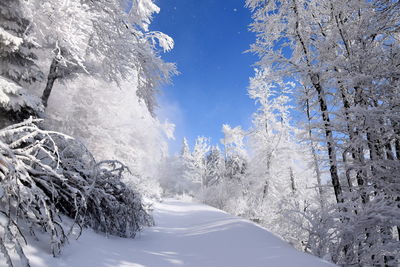 Snow covered trees against sky