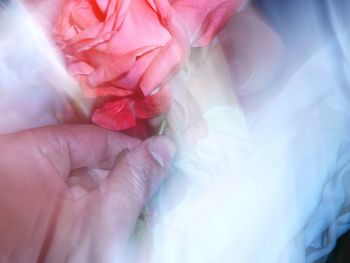 Close-up of hand holding red flower