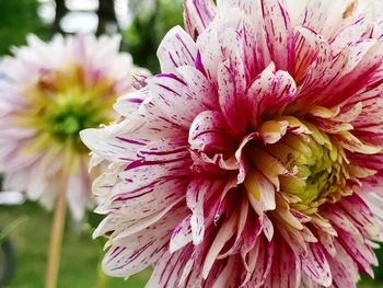 Close-up of pink flower blooming outdoors