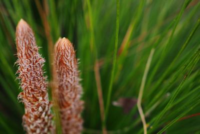 Close-up of fresh green plant in field