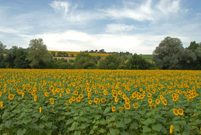 Scenic view of field against sky