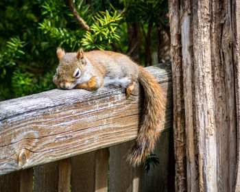 Cat sleeping on tree trunk